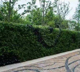 宜春法式植物墙