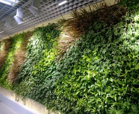 江西墙体绿化蔬菜品种的选用原则